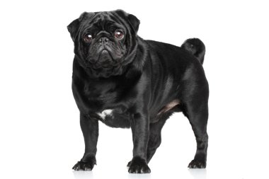 Beyaz üzerine siyah Pug