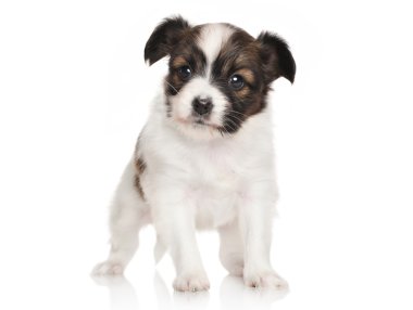 Kıta oyuncak spaniel köpek yavrusu