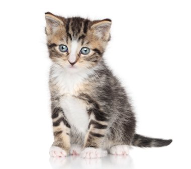 Beyaz arka planda kedi yavrusu