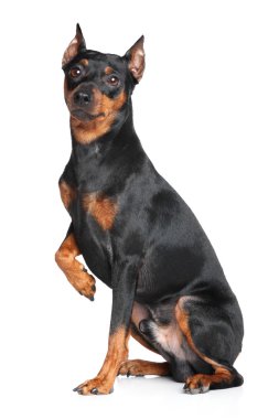 Alman pinscher