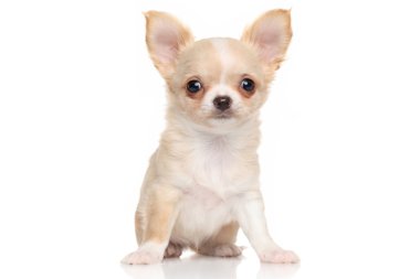 Chihuahua yavrusu