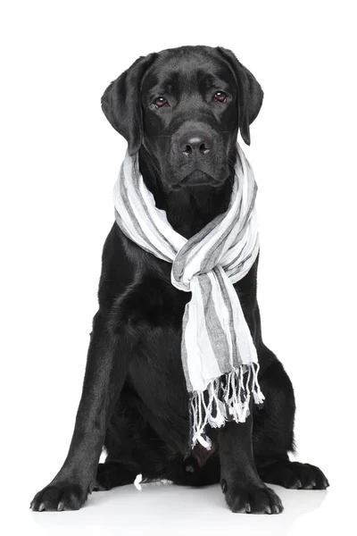 拉布拉多犬用温暖的围巾 — 图库照片