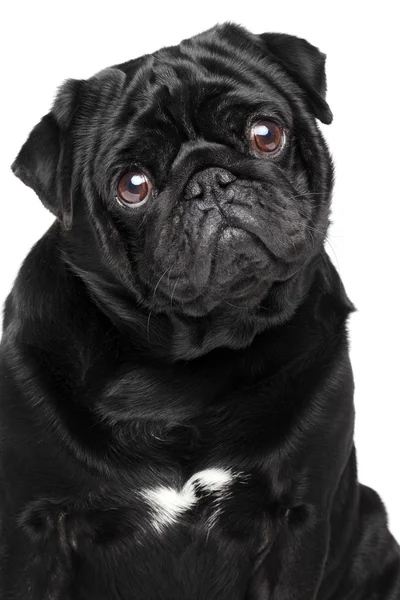 Close-up πορτρέτο του έναs pug, απομονωμένο — Φωτογραφία Αρχείου