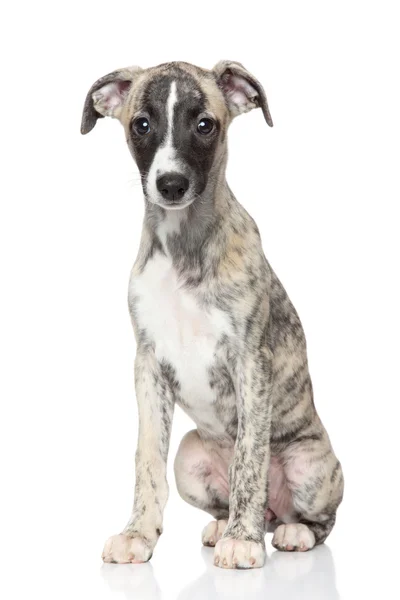 Whippet puppy — Stock Photo, Image