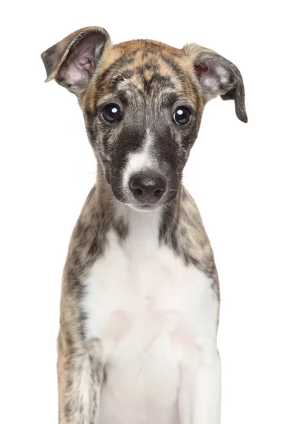 Ohař štěně na bílém pozadí — Stock fotografie