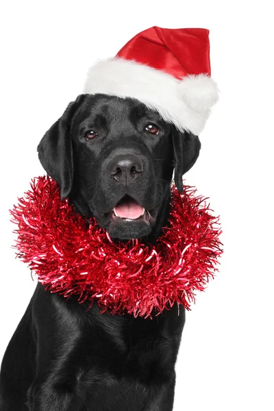 黑色拉布拉多犬在圣诞老人圣诞红色帽子 — 图库照片