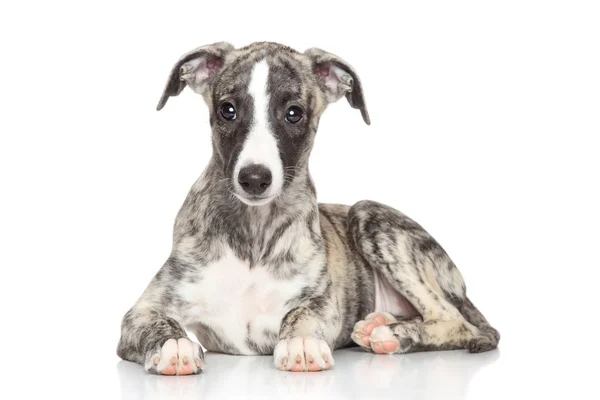 Whippet pup op witte achtergrond — Stockfoto