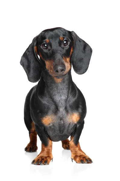 Miniature dachshund — Stock Photo, Image