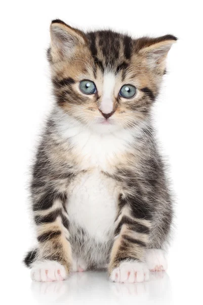 Kitten portrait — Stock Photo, Image