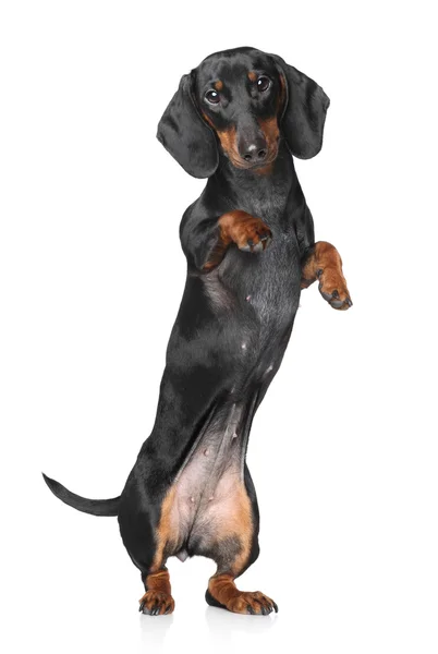 Dachshund miniature — Photo