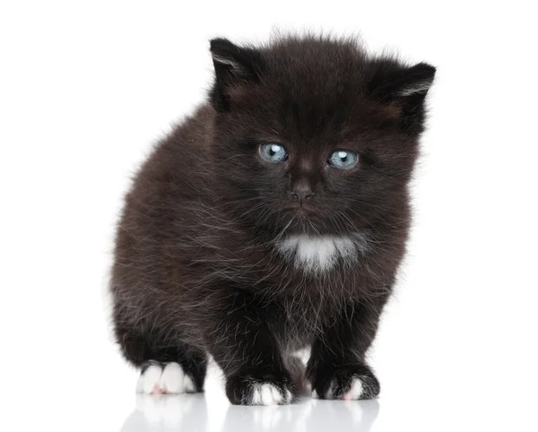 Gatito negro sobre fondo blanco — Foto de Stock