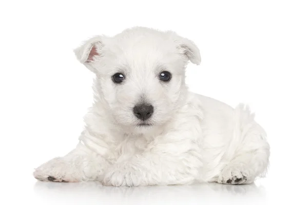 West Highland vit terrier — Stockfoto