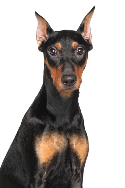 Γερμανική pinscher — Φωτογραφία Αρχείου