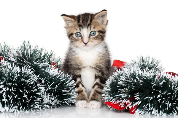 Yavru kedi Noel çelenk — Stok fotoğraf