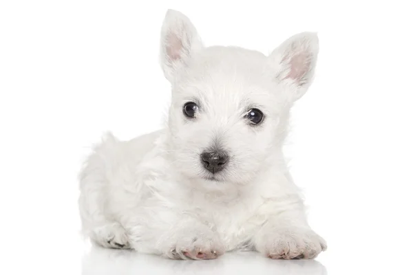 Δυτικά highland λευκού σκύλου κουτάβι — Φωτογραφία Αρχείου
