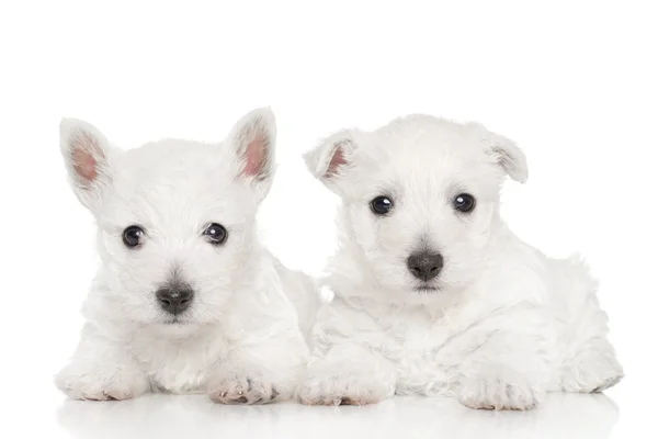 Terrier bianchi dell'altopiano occidentale — Foto Stock