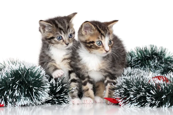 Noel dekorasyonu beyaz arka plan üzerinde yavru kedi — Stok fotoğraf