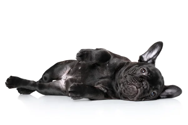 French bulldog puppy — Stock Photo, Image