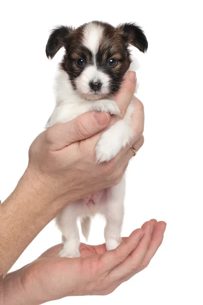 Kontynentalne toy spaniel szczeniak w dłoni — Zdjęcie stockowe