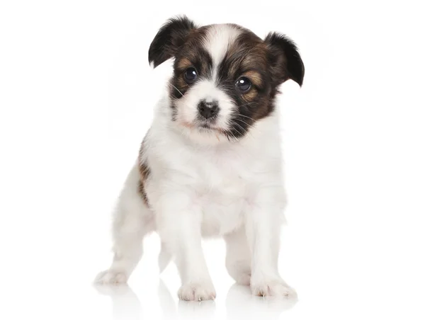 Continental toy spaniel puppy — Stock Photo, Image