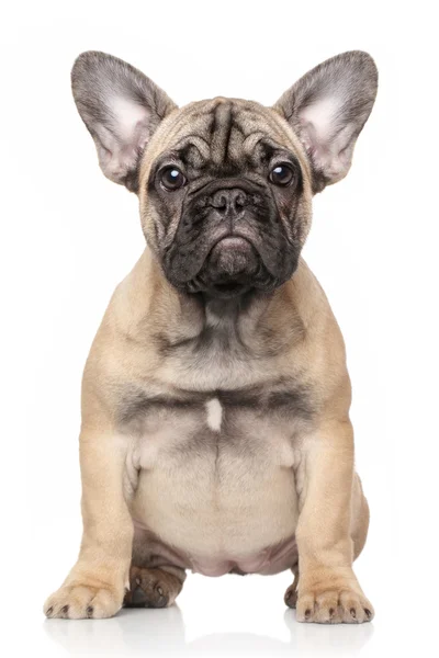 Chiot bulldog français — Photo