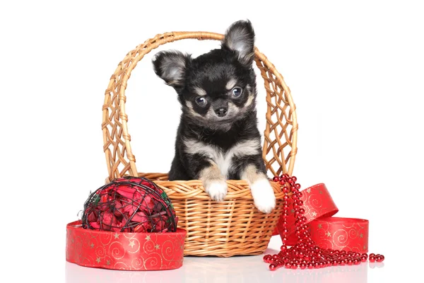 Chihuahua cucciolo — Foto Stock