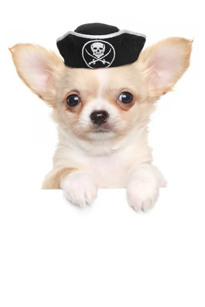 Chihuahua puppy in carnival pirate hat — Stock Photo, Image