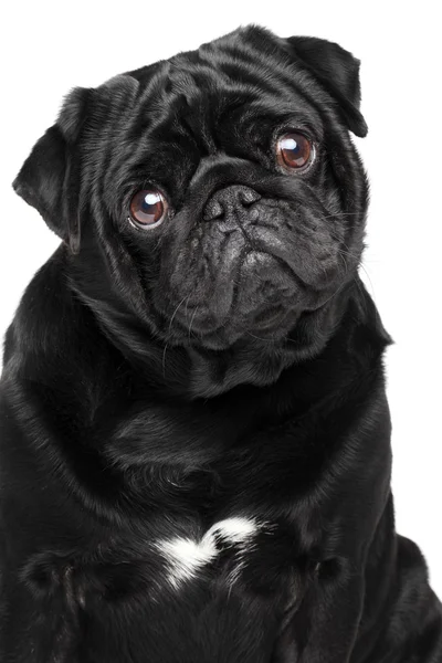 Close-up portrait of a pug, isolated — Stock Photo, Image