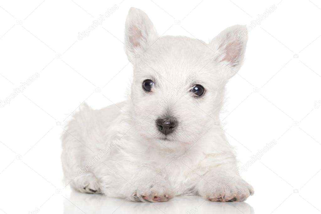 West highland white terrier puppy