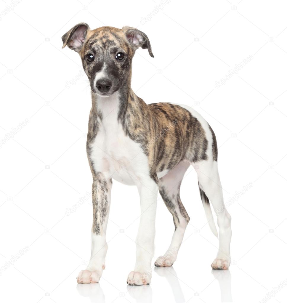 Resultado de imagen para whippet cachorro