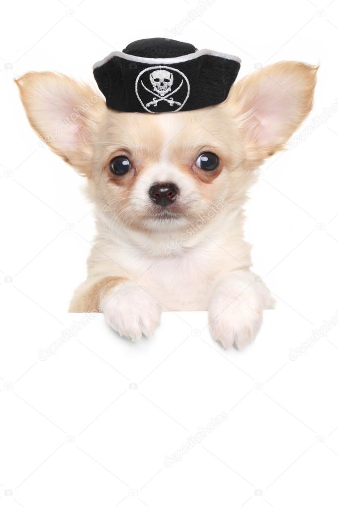 Chihuahua puppy in carnival pirate hat