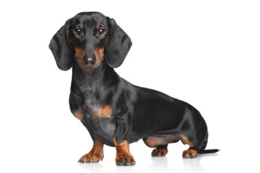 minyatür dachshund