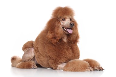Beyaz bir arka plan üzerinde yalan fino köpeği