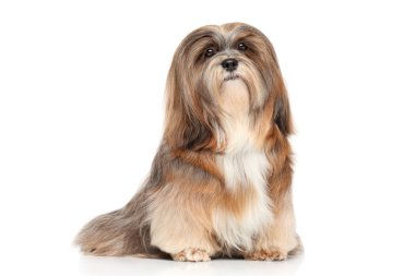 Lhasa Apso beyaz bir arka plan üzerinde