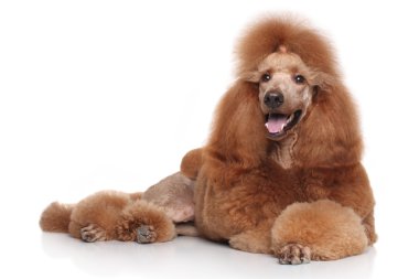 Beyaz arka plan üzerinde yalan kaniş köpek