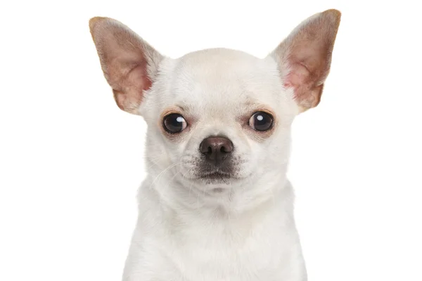 Na białym tle pies Chihuahua — Zdjęcie stockowe