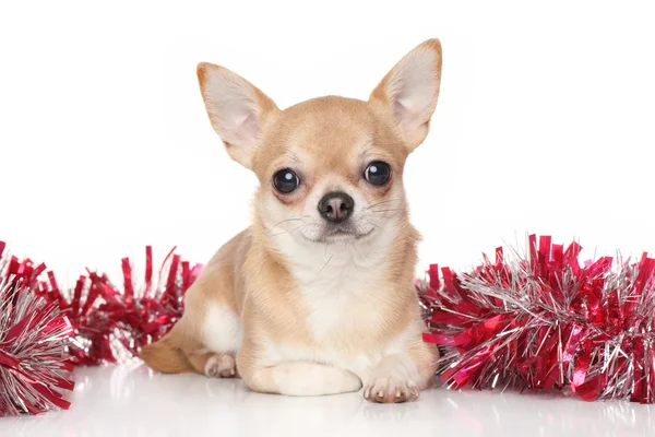 Chihuahua em guirlandas — Fotografia de Stock