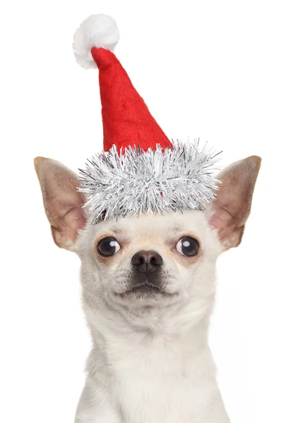 Chihuahua köpek Noel kırmızı şapkalı — Stok fotoğraf