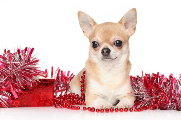 Anjing Chihuahua di karangan bunga — Stok Foto