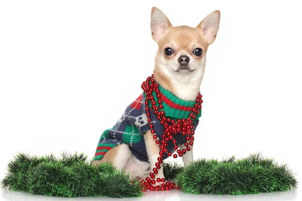 Chihuahua chien en guirlandes — Photo