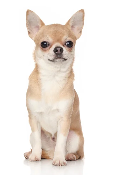 Chihuahua — Stockfoto