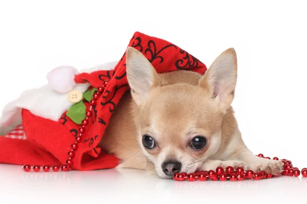 Chihuahua em Santa Chapéu — Fotografia de Stock