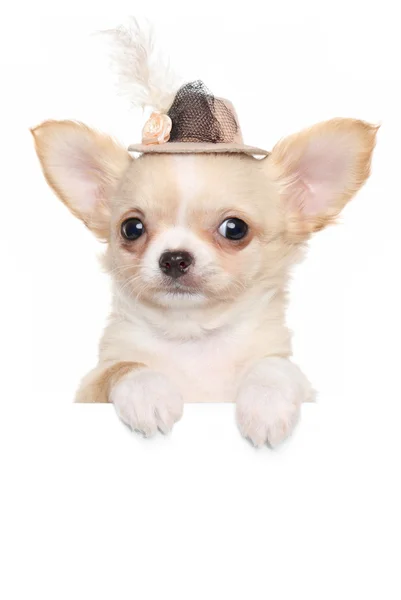 Chihuahua puppy in a fashionable hat — Stock Photo, Image