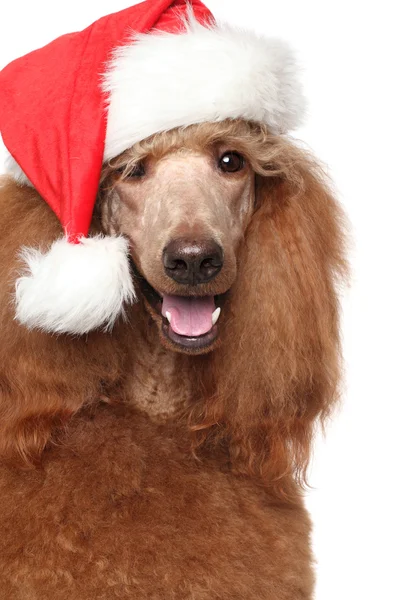 Christmas kırmızı şapkalı Kraliyet fino köpeği — Stok fotoğraf