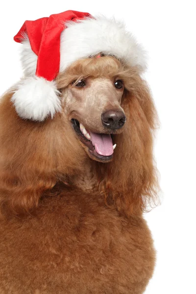 Red Royal poodle em Santa hat — Fotografia de Stock