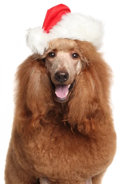 Royal poodle in Santa Christmas hat — Stock Photo, Image