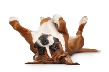 Beyaz arka plan üzerinde dinlenme Boxer Köpek