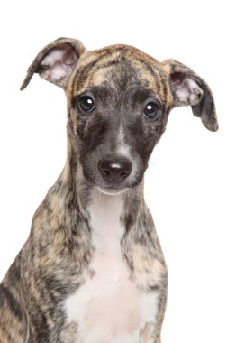 Beyaz arka plan tazı köpeklerine