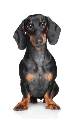 minyatür dachshund