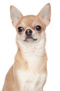 Chihuahua beyaz zemin üzerine